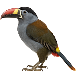 Grey-Breasted Mountain Toucan